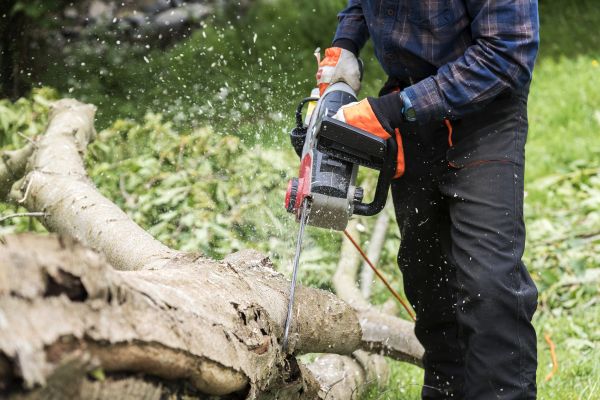 Branch Removal Service in Madison