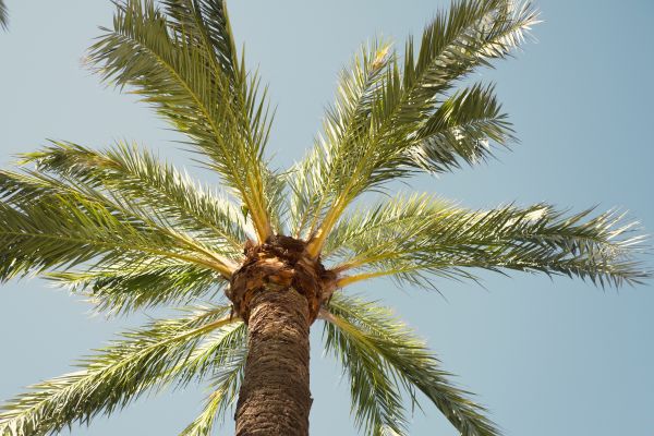 Palm Tree Pruning in Madison