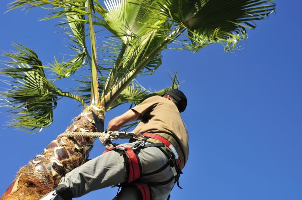Palm Tree Trimming in Madison