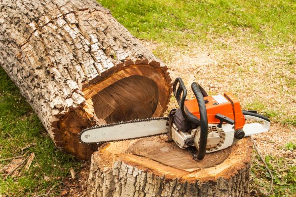 Tree Cutting Service in Madison