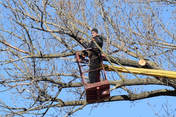 Emergency Tree Trimming in Madison