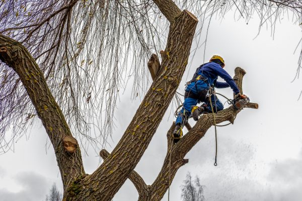 Cost of Tree Maintenance Service in Madison