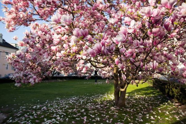 Cost of Magnolia Tree Pruning in Madison