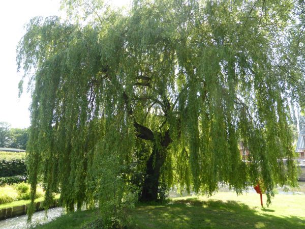 Cost of Willow Tree Trimming in Madison