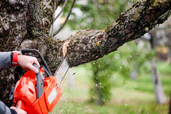 Cost of Tree Limbs Removal in Madison