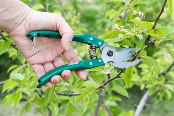 Cost of Pear Tree Pruning in Madison
