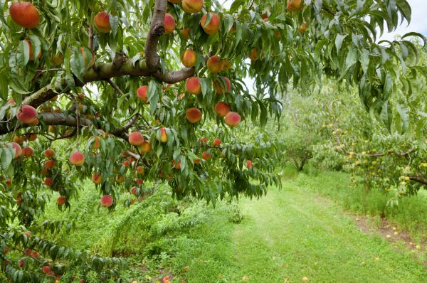 Cost of Peach Tree Pruning in Madison