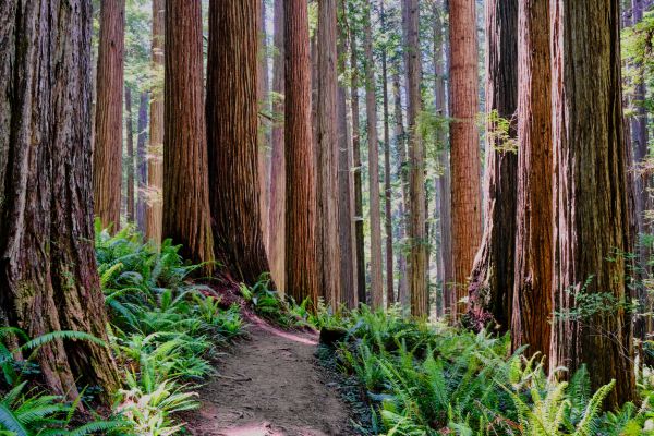 Redwood Tree Trimming in Madison