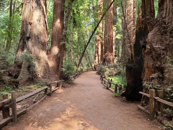 Redwood Tree Pruning in Madison