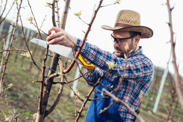 Orchard Tree Pruning in Madison
