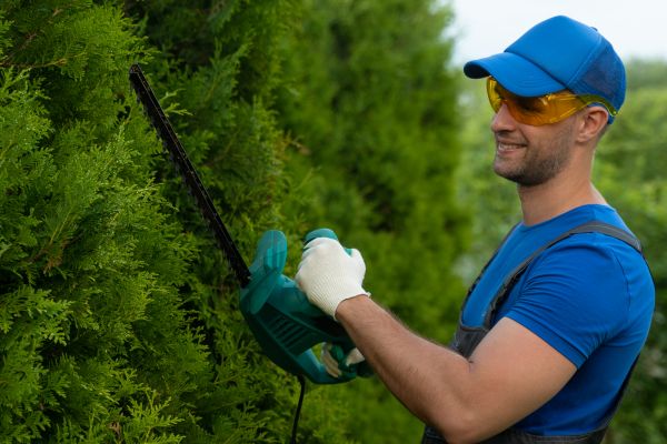 Tree Shaping Service in Madison