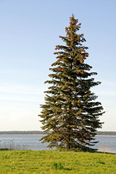 Spruce Tree Pruning in Madison