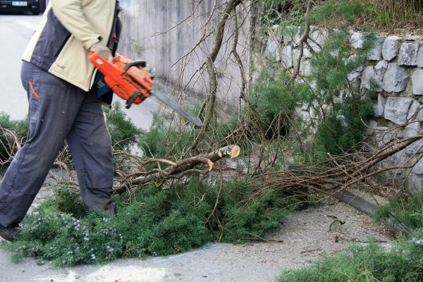 Cypress Tree Cutting