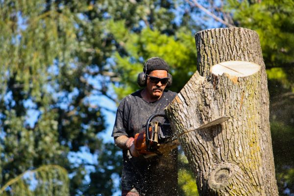 Ash Tree Pruning in Madison