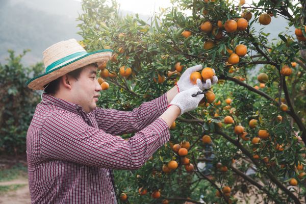 Cost of Orange Tree Pruning in Madison