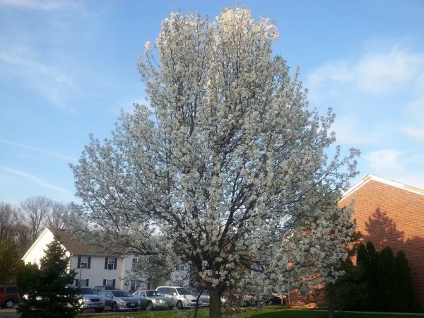 Cost of Bradford Pear Tree Pruning in Madison