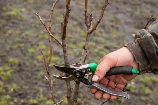 Cost of Pear Trees Pruning in Madison