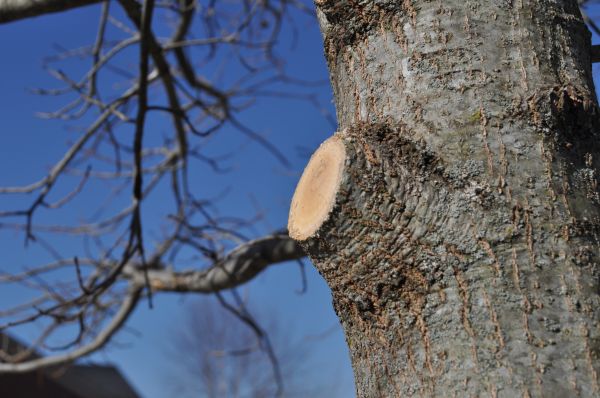 Limb Pruning in Madison