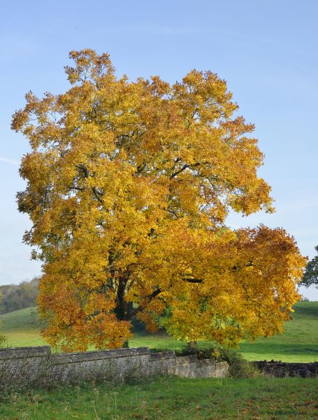 Hickory Tree Trimming in Madison