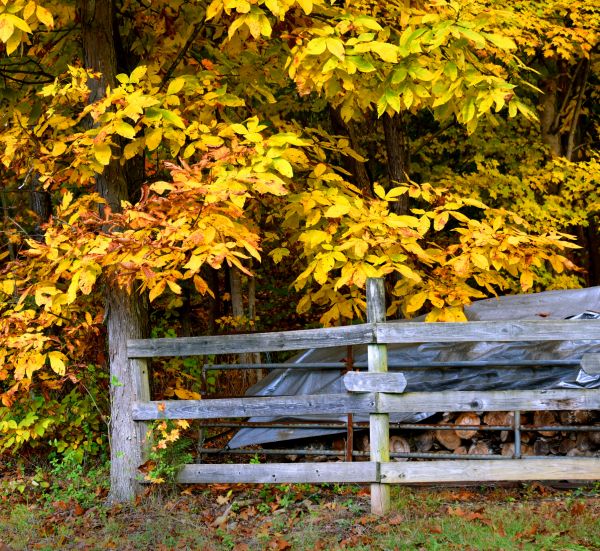 Hickory Tree Pruning in Madison
