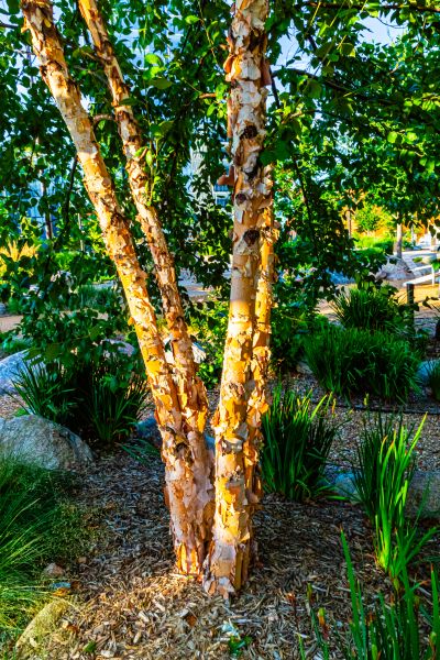 Cost of River Birch Trimming in Madison