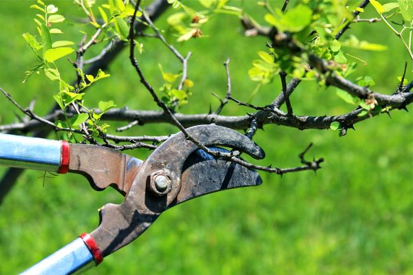 Branches Pruning in Madison