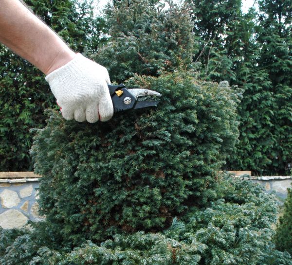 Ornamental Tree Trimming in Madison