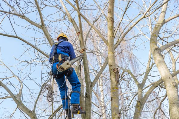 Large Tree Trimming in Madison