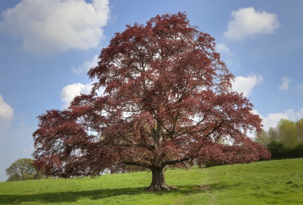 Beech Tree Pruning in Madison