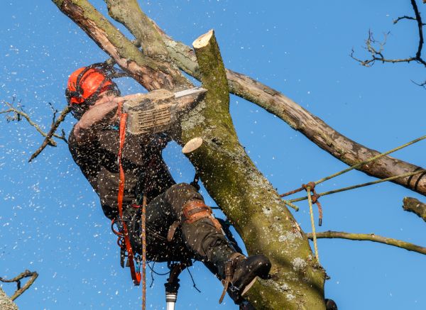 Tree Trimming Service in Madison