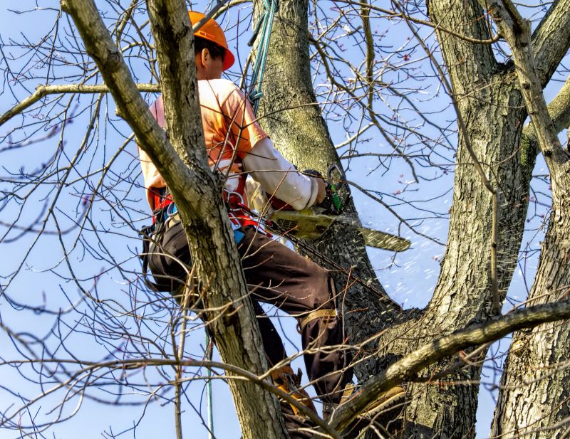 Tree Cutting Service
