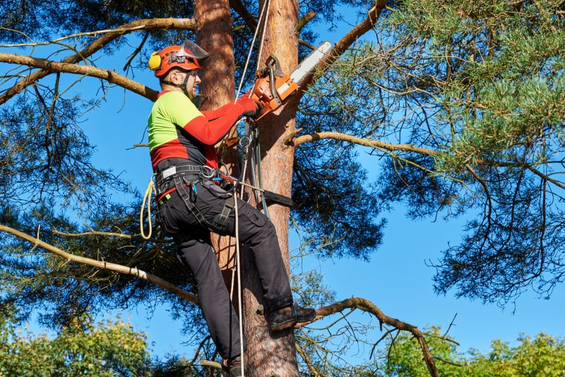 Professional Tree Pruning