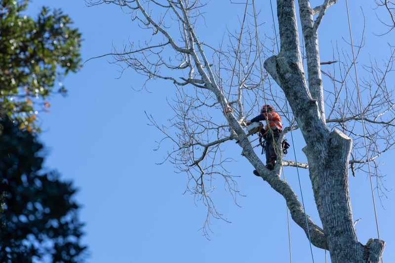 Large Branch Removal