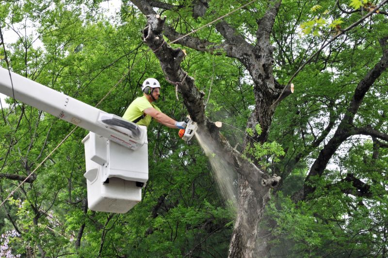 Tree Trimming Crew