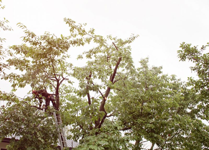 Urban Tree Maintenance